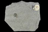 Fossil Ammonite (Promicroceras) - Lyme Regis #110684-1